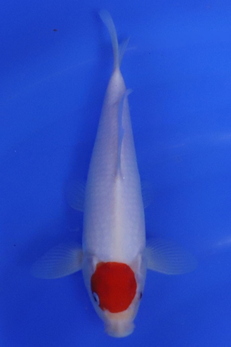 tancho kohaku 2405230
