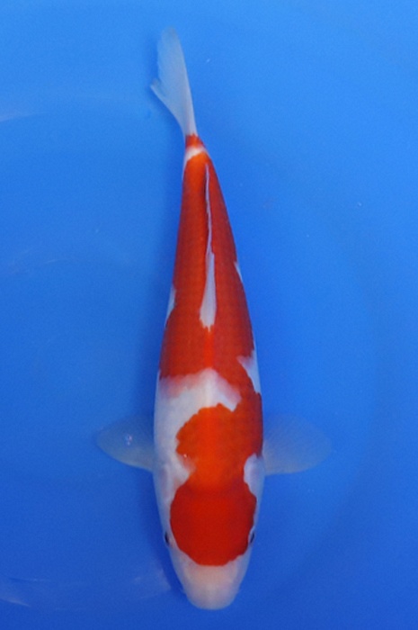 kohaku 2405242