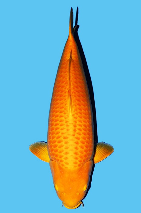 karashigoi 2406010