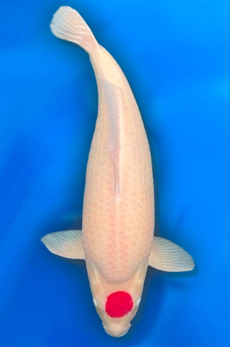 tancho kohaku 2410002