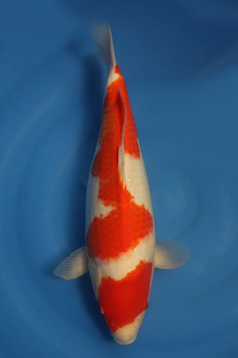 kohaku 2406305