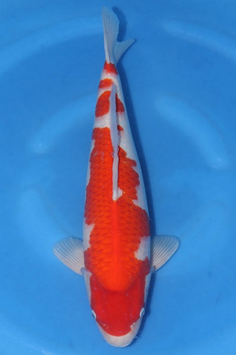 kohaku 2411012