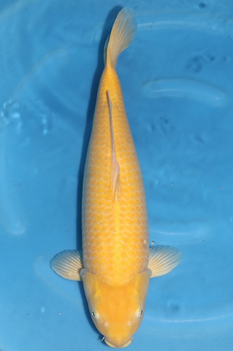 karashigoi 2411014