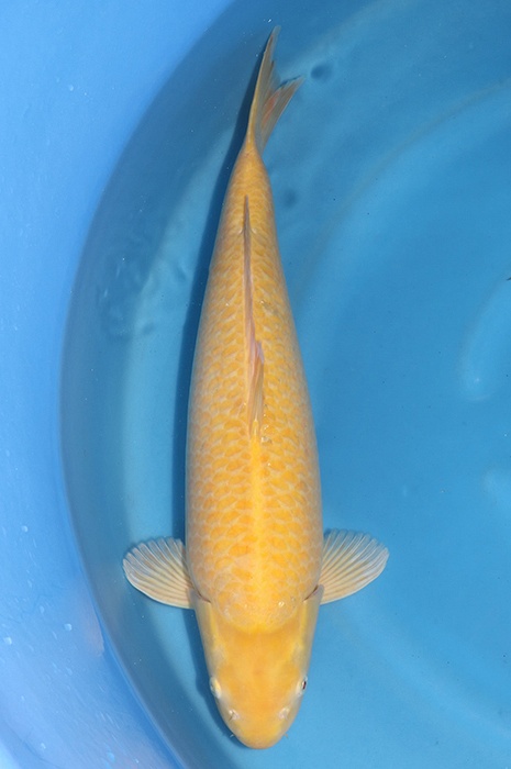 karashigoi 2411015