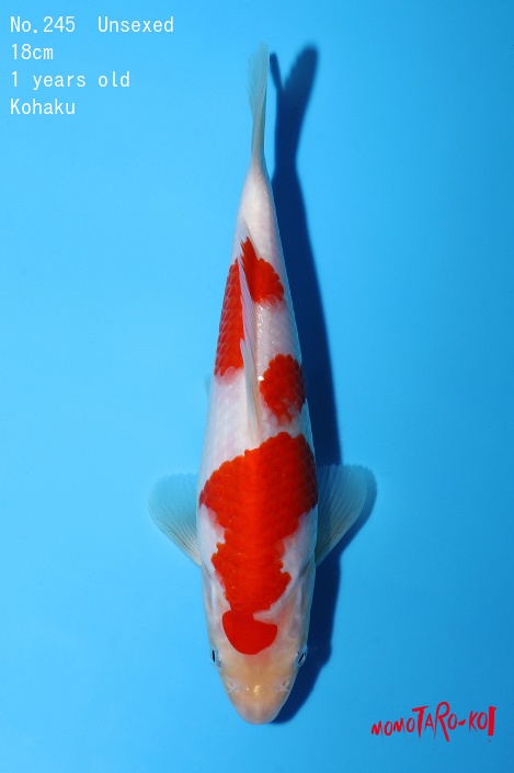 kohaku 245