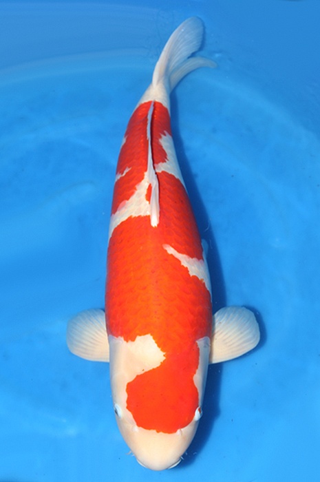 kohaku 2501004