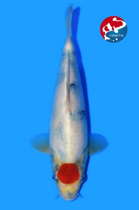 Tancho showa 2602007