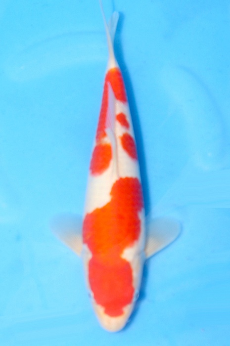 kohaku 2503022