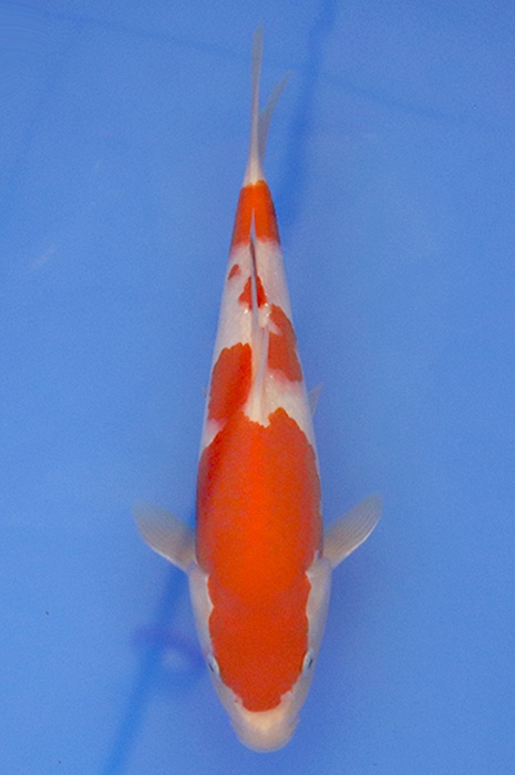 kohaku 2503040