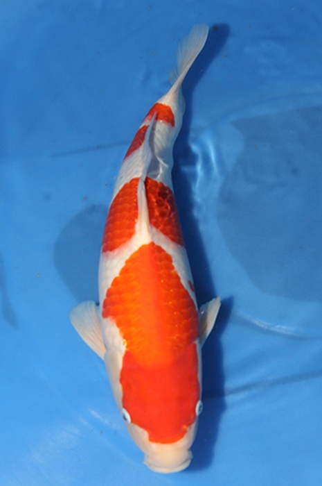 sandan kohaku  2506001