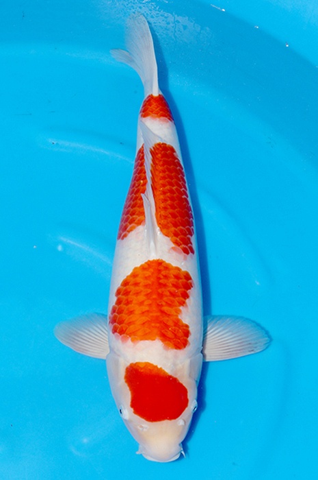 yondan kohaku 2511001