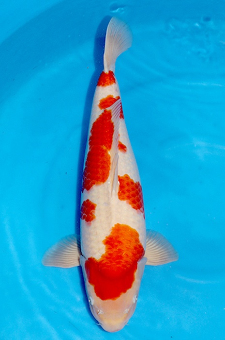 meerstaps kohaku  2511003