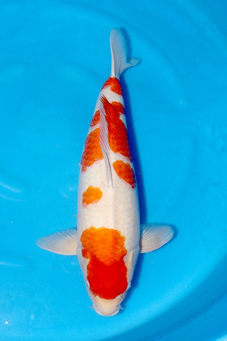 meerstaps kohaku  2511006