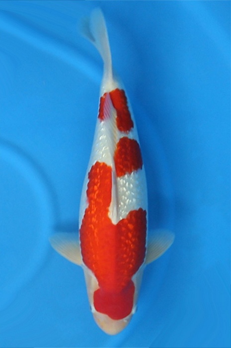 ginrin kohaku 2511012