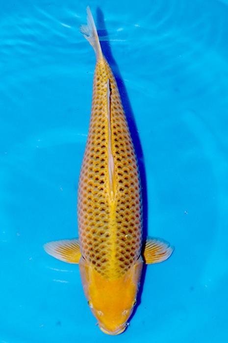 golden corn 2511015