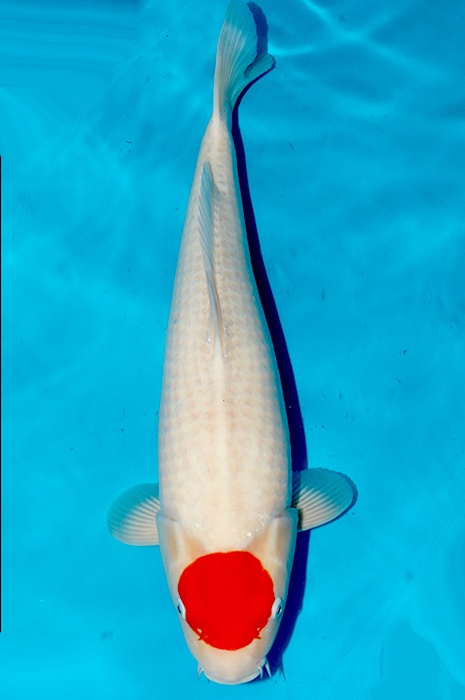 tancho kohaku 2511018