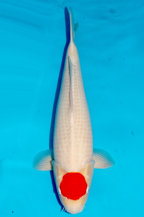 tancho kohaku 2511019