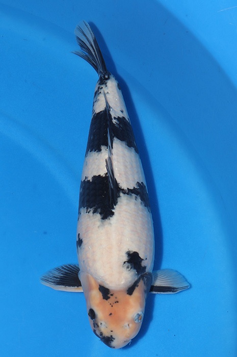 shiro utsuri 2511026