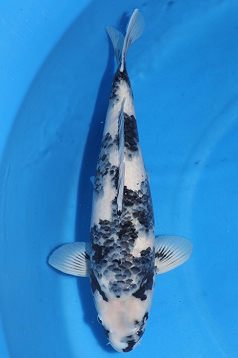 shiro utsuri 2511029