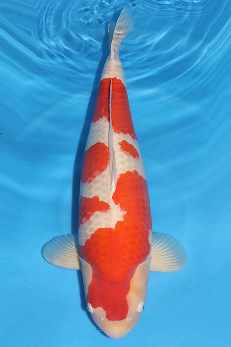 kohaku 2511036