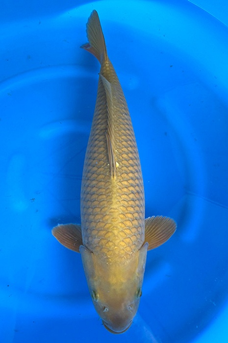 chagoi 2511039