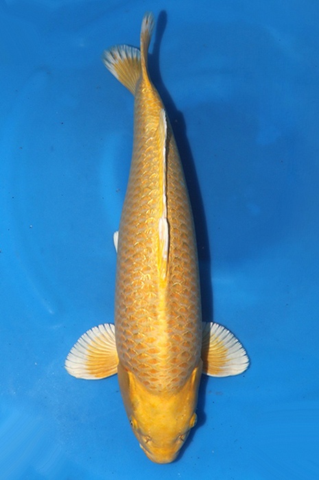 ginrin yamabuki 2511048