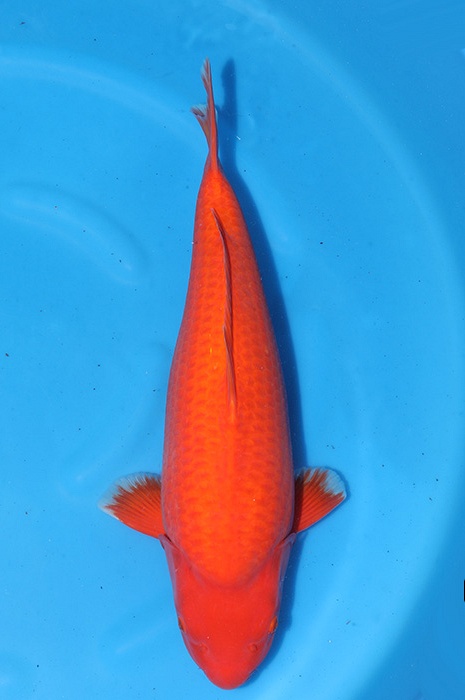 benigoi 2511064