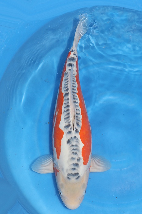 shusui 2511066