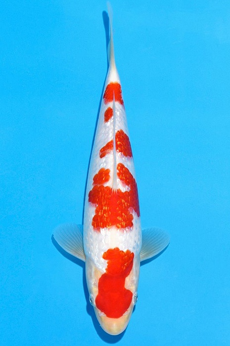 Ginrin kohaku GK-V21-2254