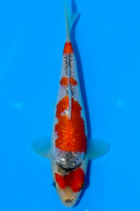 ginrin goshiki 2602019