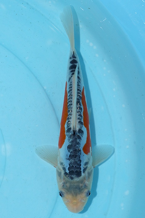 shusui 2602031