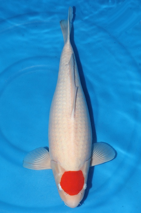 tancho kohaku 2602041