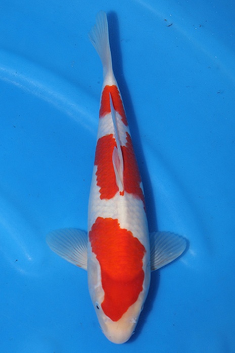 sandan kohaku 2602043