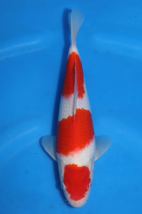 sandan kohaku 2602045