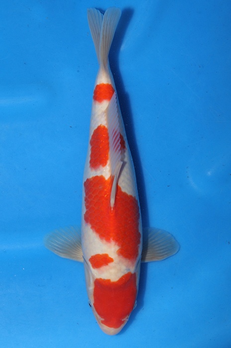 godan kohaku 2602046