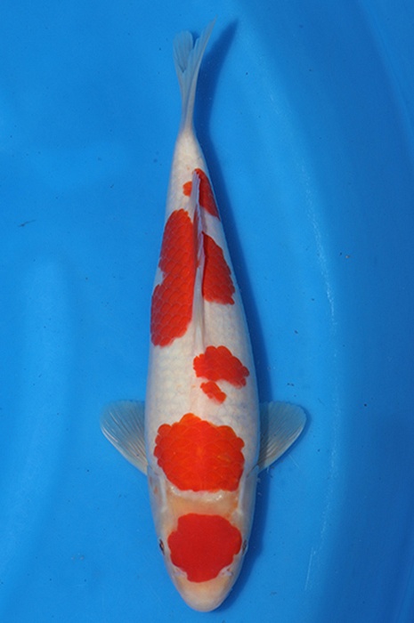 godan kohaku 2602047