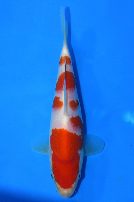 kohaku 2602055