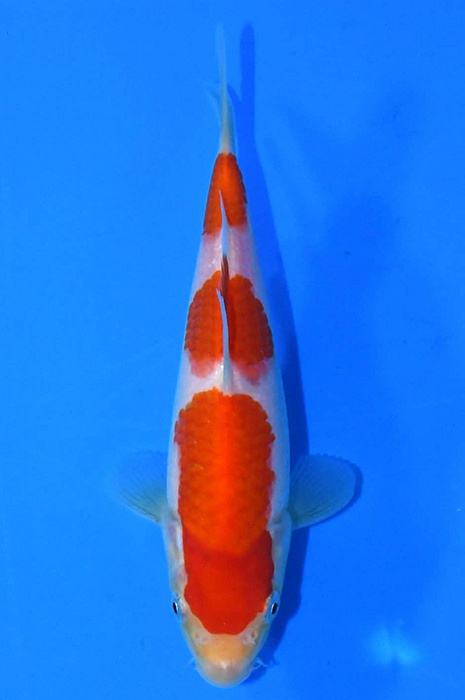 sandan kohaku 2602056