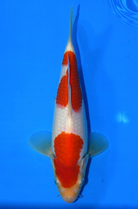 nidan kohaku 2602057