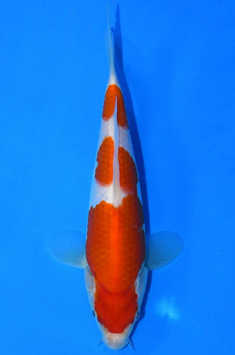 kohaku 2602059