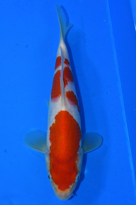 kohaku 2602060
