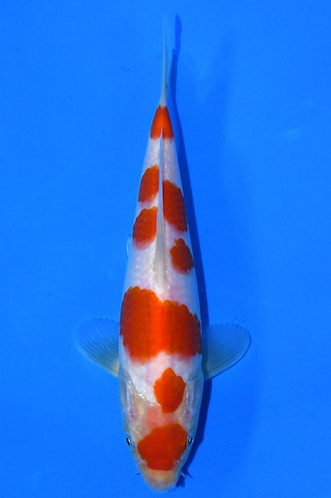 meerstaps kohaku 2602061
