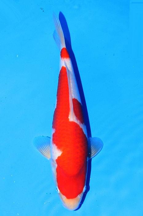 kohaku 2604009