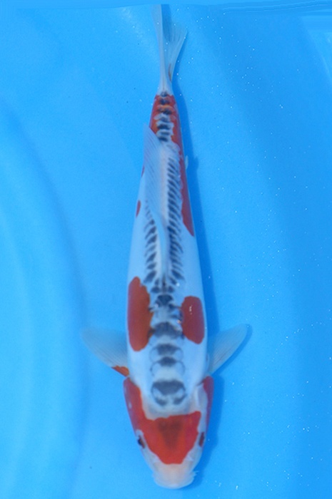 shusui 2604026