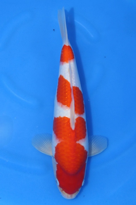 kohaku 2604041