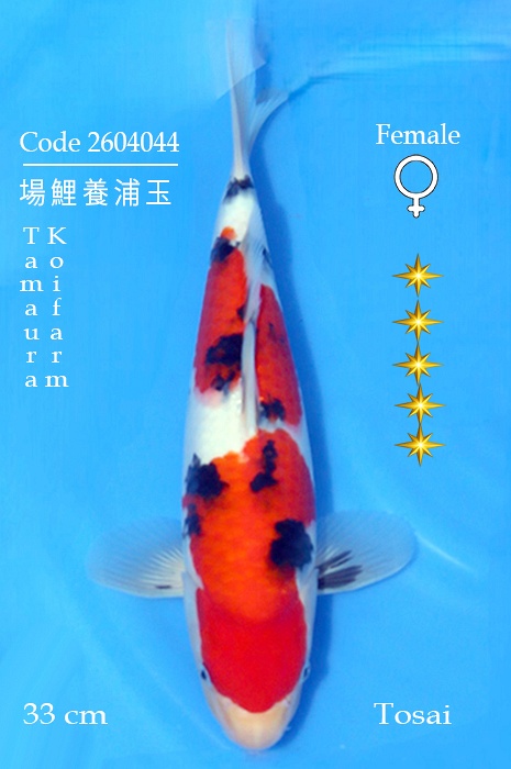 Sanke 2604044