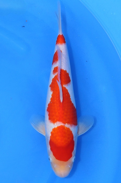 yondan kohaku 2604052