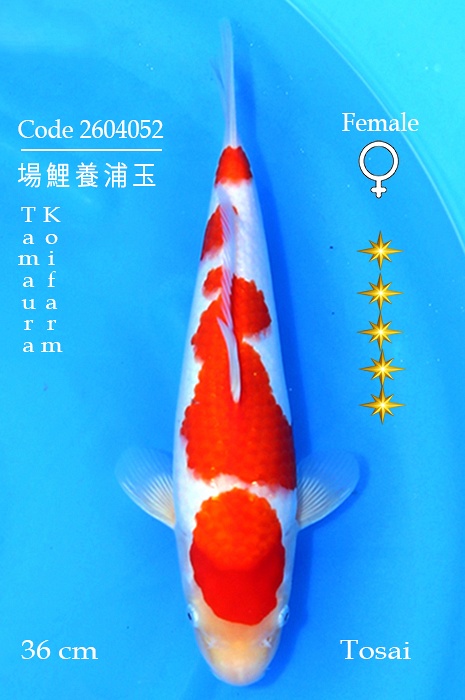 yondan kohaku 2604052