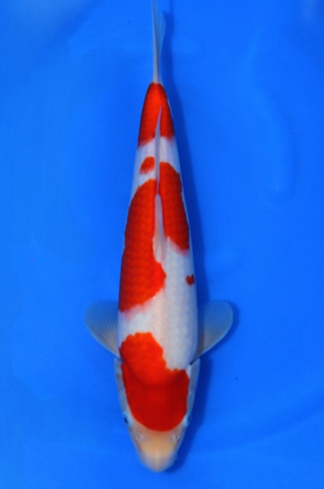 kohaku 2604053