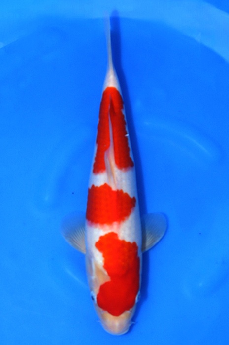 sandan kohaku 2604055